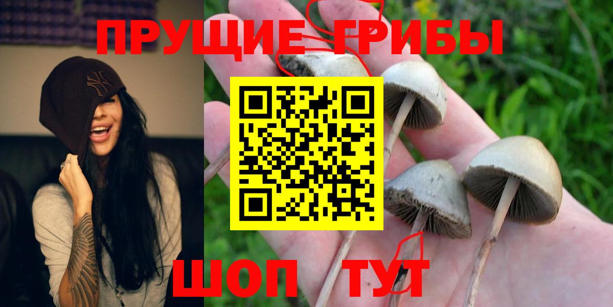 Псилоцибиновые грибы Psilocybine cubensis Гудермес